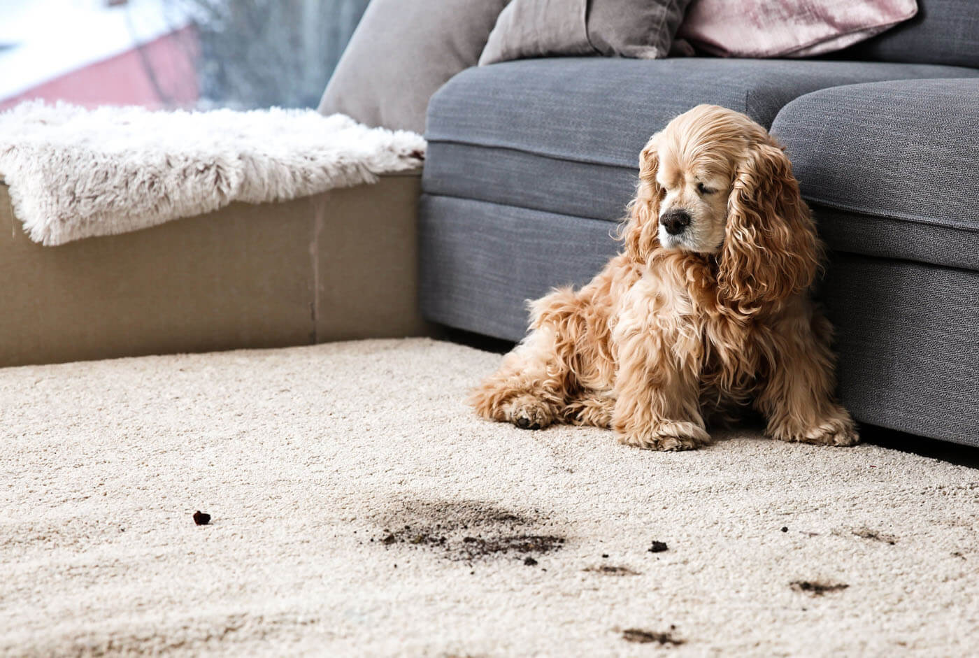 Pet Stains and Odor cleaning